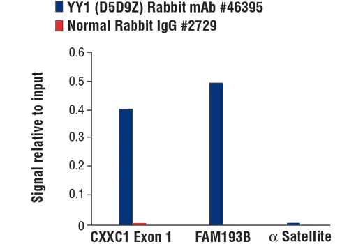 Chromatin Immunoprecipitation Image 1: YY1 (D5D9Z) Rabbit Monoclonal Antibody