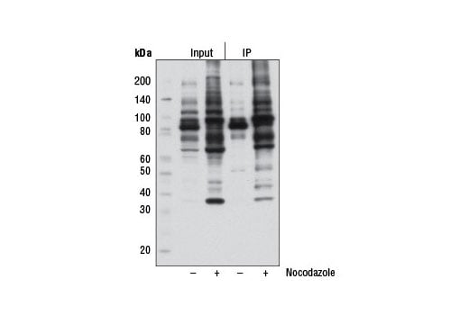 Immunoprecipitation Image 1: Phospho-Thr-Pro-Glu (C32G12) Rabbit Monoclonal Antibody