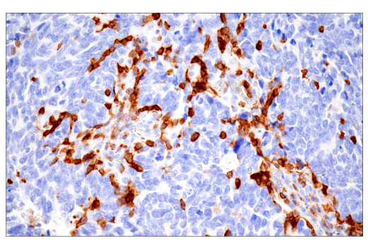 Immunohistochemistry Image 2: CD43 (MT1) Mouse Monoclonal Antibody