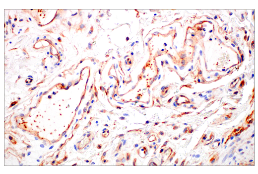 Immunohistochemistry Image 7: JAM-A (E8D2N) Rabbit Monoclonal Antibody