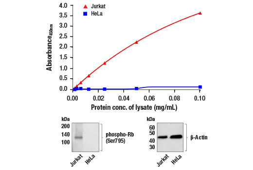 ELISA Image 1: PathScan<sup>®</sup> RP Phospho-Rb (Ser795) Sandwich ELISA Kit