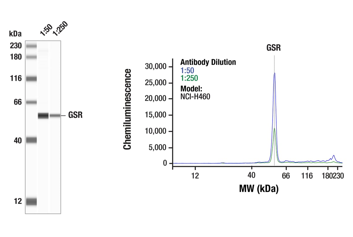 Western Blotting Image 1: GSR (E5L1A) Rabbit Monoclonal Antibody