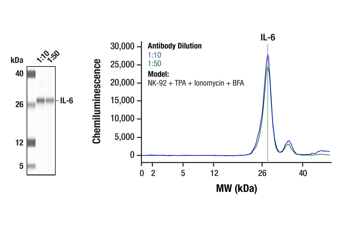 Western Blotting Image 1: IL-6 (D3K2N) Rabbit Monoclonal Antibody