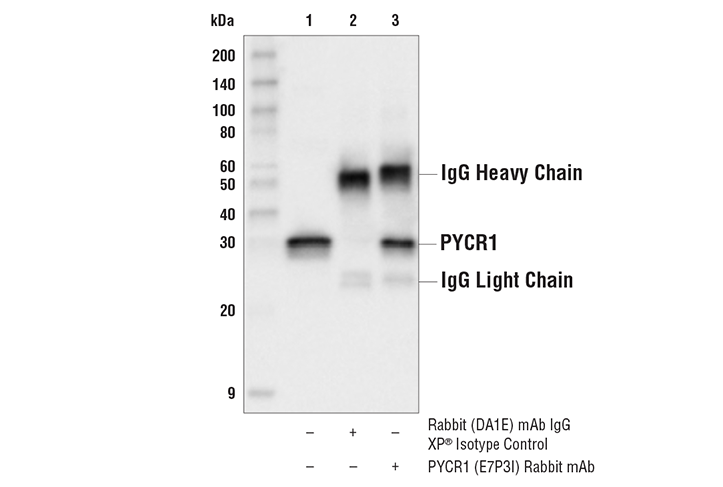 Immunoprecipitation Image 1: PYCR1 (E7P3I) Rabbit Monoclonal Antibody
