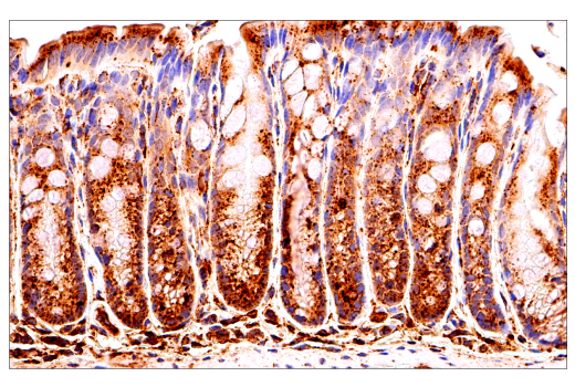 Immunohistochemistry Image 2: LAMP1 (E6N3R) Rabbit Monoclonal Antibody