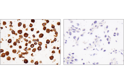 Immunohistochemistry Image 6: Fc-gamma RIIB (D8F9C) Rabbit Monoclonal Antibody (BSA and Azide Free)