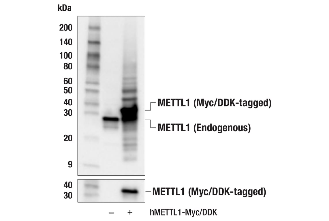 Western Blotting Image 2: METTL1 (E4Z5X) Rabbit Monoclonal Antibody