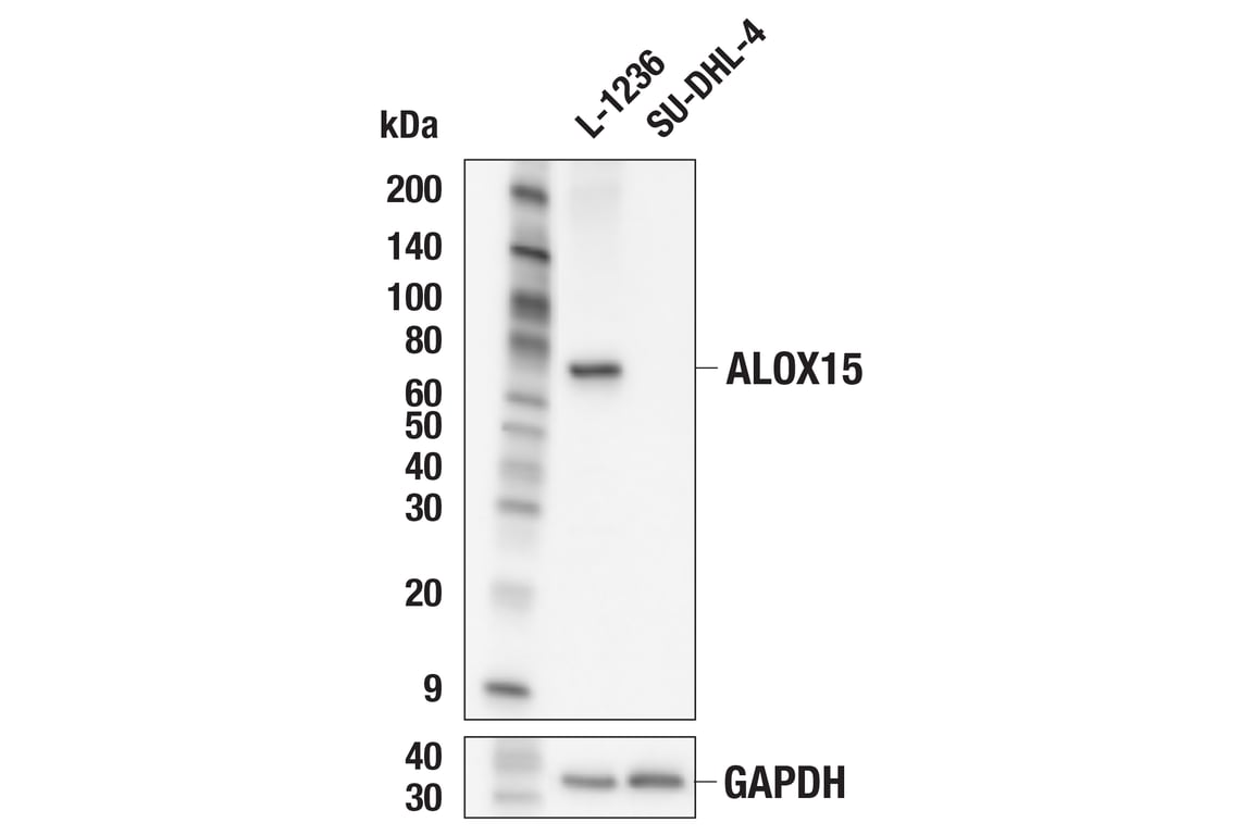 Western Blotting Image 2: ALOX15 (E5D1C) Rabbit Monoclonal Antibody