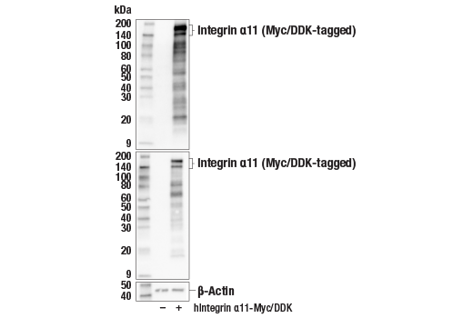 Western Blotting Image 2: Integrin alpha11 (E6O6G) Rabbit Monoclonal Antibody
