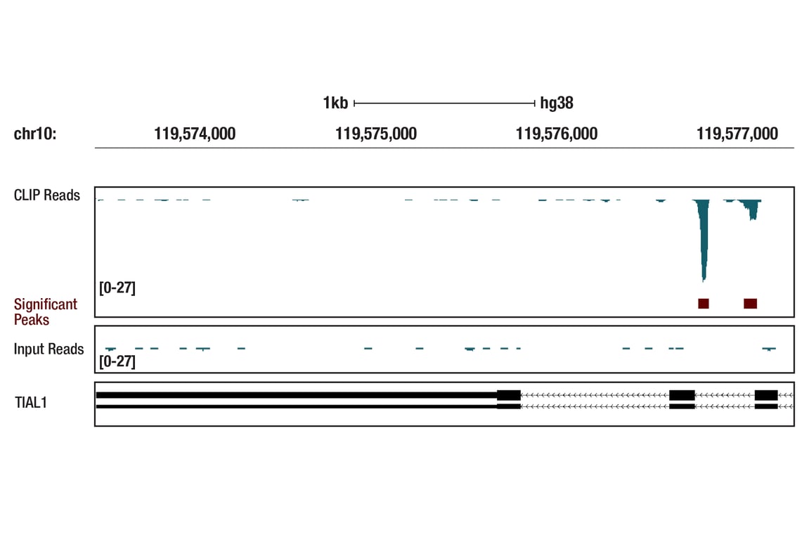 eCLIP Image 1: TIAR (D26E4) Rabbit Monoclonal Antibody