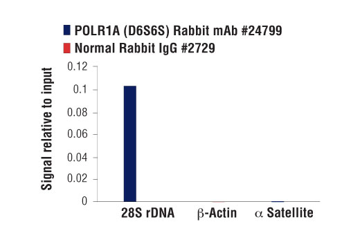Chromatin Immunoprecipitation Image 1: POLR1A (D6S6S) Rabbit Monoclonal Antibody