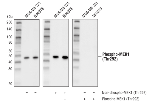 Western Blotting Image 3: Phospho-MEK1 (Thr292) (D5L3K) Rabbit Monoclonal Antibody