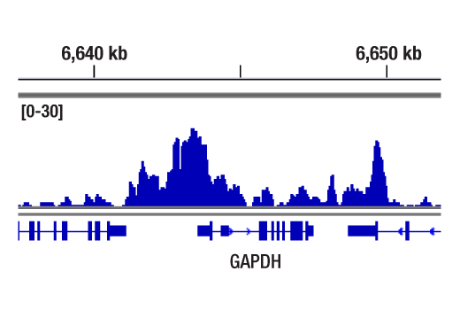 CUT & RUN Image 1: TBP (D5C9H) Rabbit Monoclonal Antibody