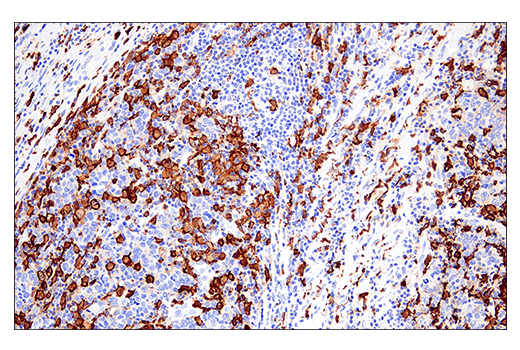 Immunohistochemistry Image 10: Iba1/AIF-1 (E4O4W) Rabbit Monoclonal Antibody (BSA and Azide Free)