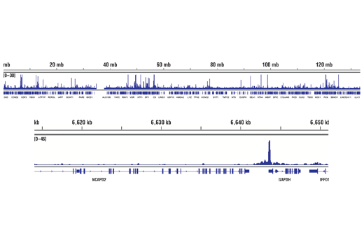 Chromatin Immunoprecipitation Image 2: TBP (D5C9H) Rabbit Monoclonal Antibody