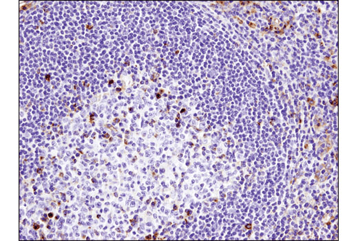 Immunohistochemistry Image 1: VISTA (D1L2G) Rabbit Monoclonal Antibody (BSA and Azide Free)