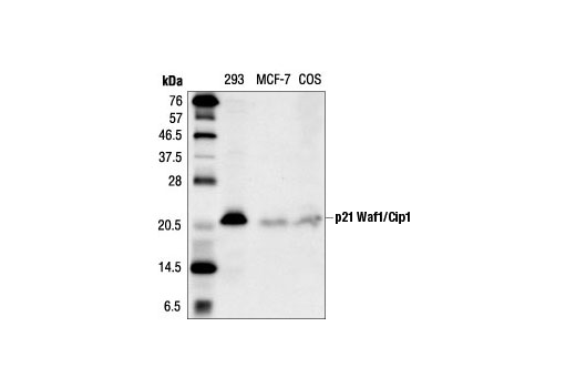 Western Blotting Image 2: p21 Waf1/Cip1 (DCS60) Mouse Monoclonal Antibody (BSA and Azide Free)