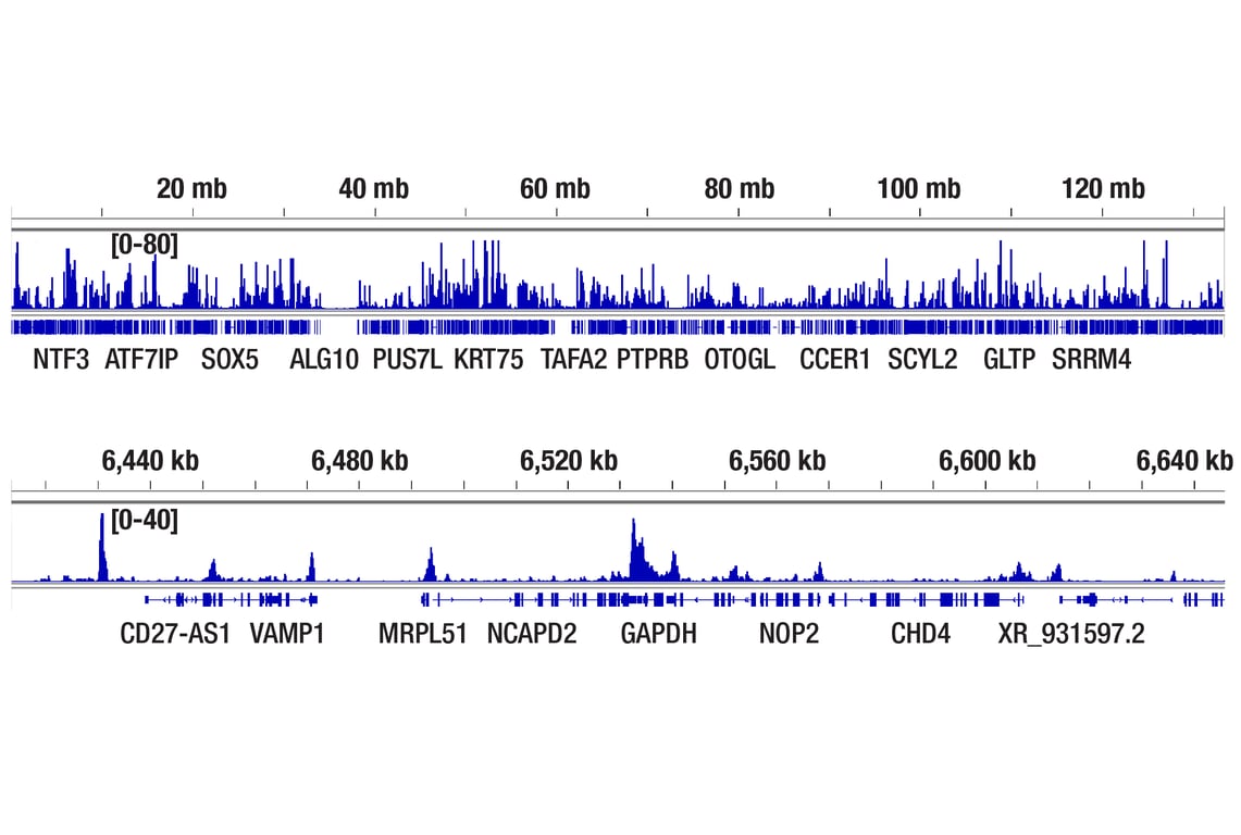 CUT & Tag Image 2: Acetyl-Histone H3 (Lys27) (D5E4) Rabbit Monoclonal Antibody