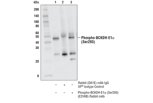 Immunoprecipitation Image 1: Phospho-BCKDH-E1 alpha (Ser293) (E2V6B) Rabbit Monoclonal Antibody