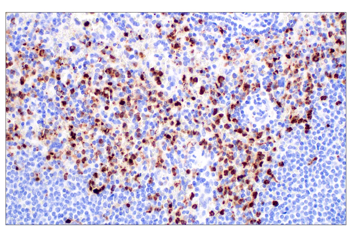 Immunohistochemistry Image 5: Lysozyme C (E9W6E) Rabbit Monoclonal Antibody