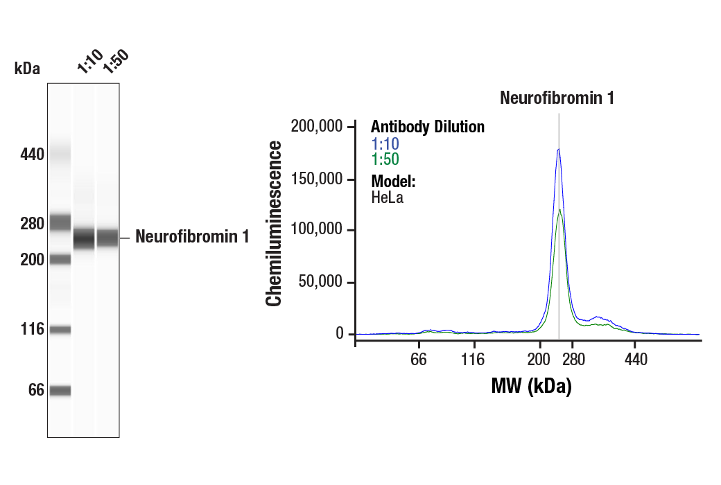 Western Blotting Image 1: Neurofibromin 1 (D7R7D) Rabbit Monoclonal Antibody