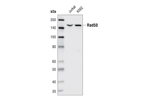 undefined Image 7: Double Strand Breaks (DSB) Repair Antibody Sampler Kit