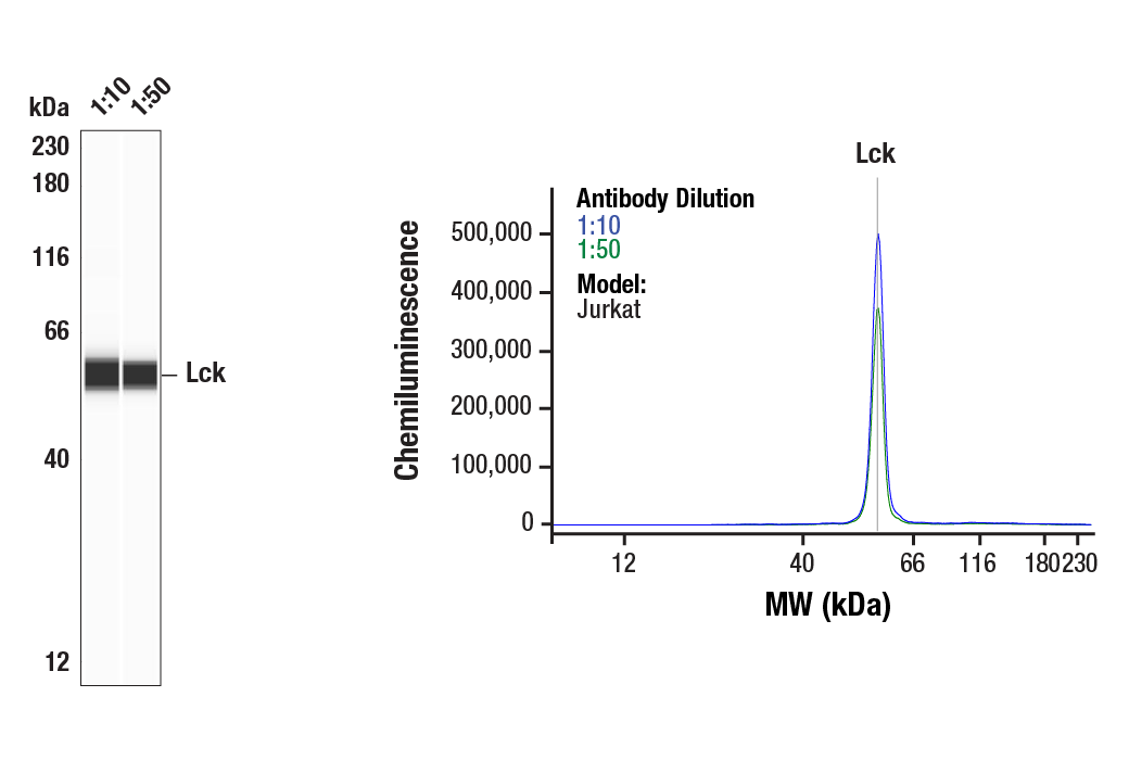 Western Blotting Image 1: Lck (D88) Rabbit Monoclonal Antibody