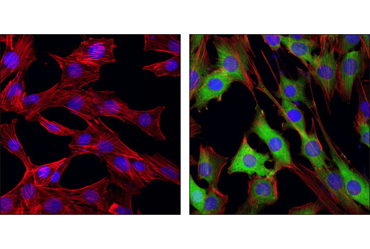 Immunofluorescence Image 1: Phospho-NDRG1 (Thr346) (D98G11) Rabbit Monoclonal Antibody (BSA and Azide Free)