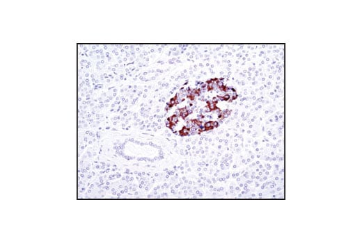 Immunohistochemistry Image 1: Insulin (C27C9) Rabbit Monoclonal Antibody