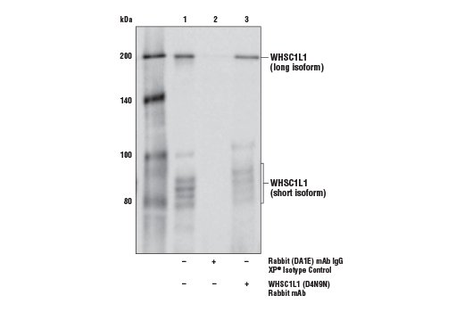 Immunoprecipitation Image 1: WHSC1L1 (D4N9N) Rabbit Monoclonal Antibody