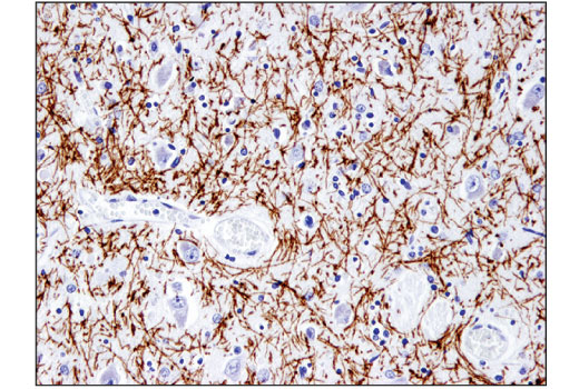 Immunohistochemistry Image 1: Myelin Basic Protein (D8X4Q) Rabbit Monoclonal Antibody (BSA and Azide Free)