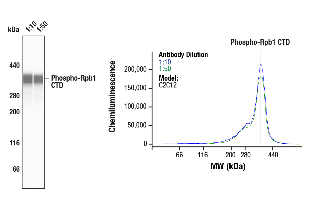Western Blotting Image 1: Phospho-Rpb1 CTD (Ser2) (E1Z3G) Rabbit Monoclonal Antibody