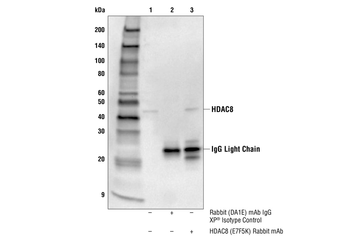 Immunoprecipitation Image 1: HDAC8 (E7F5K) Rabbit Monoclonal Antibody