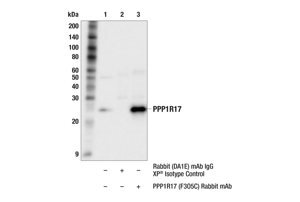 Immunoprecipitation Image 1: PPP1R17 (F3O5C) Rabbit Monoclonal Antibody