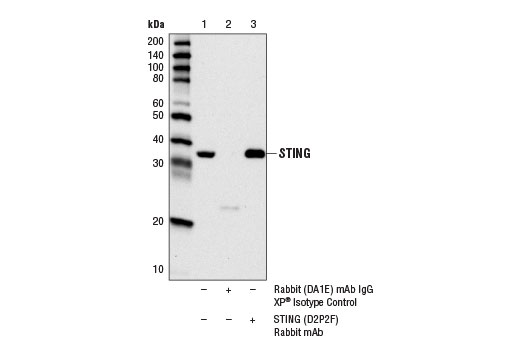 Immunoprecipitation Image 1: STING (D2P2F) Rabbit Monoclonal Antibody