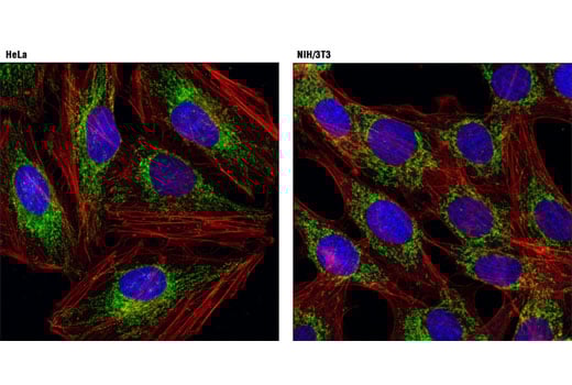 Immunofluorescence Image 1: Mitofusin-2 (D2D10) Rabbit Monoclonal Antibody (BSA and Azide Free)