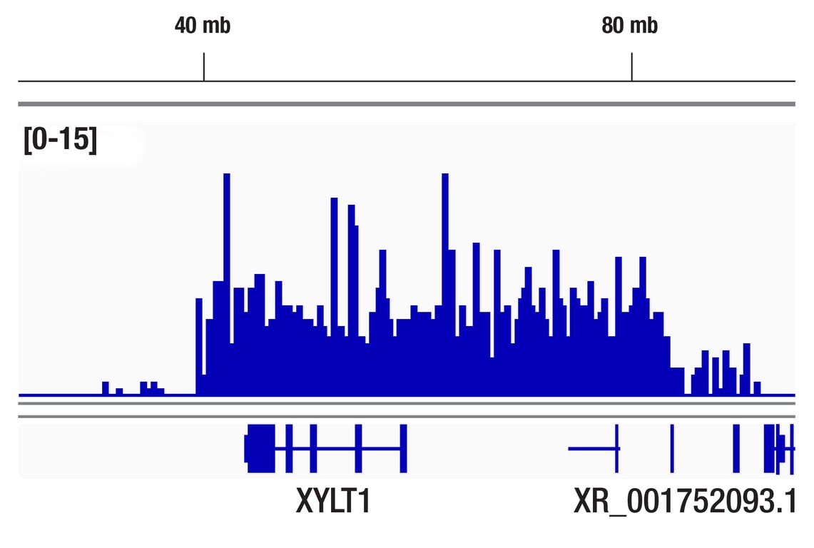 CUT & Tag Image 1: Di-Methyl-Histone H3 (Lys9) (D85B4) Rabbit Monoclonal Antibody
