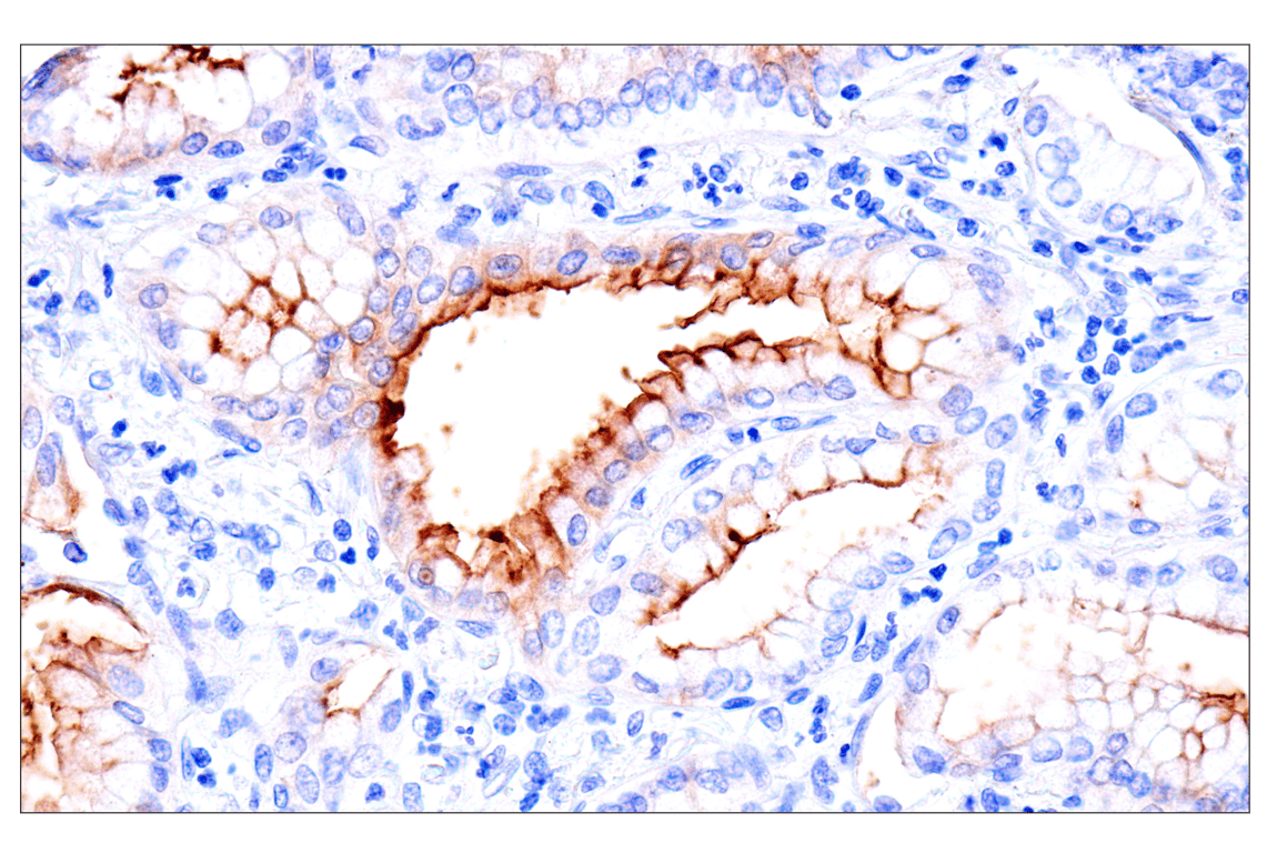 Immunohistochemistry Image 1: CEACAM7 (E5Q6X) Rabbit Monoclonal Antibody