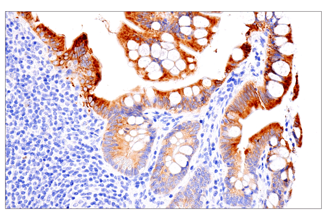 Immunohistochemistry Image 9: ENTPD5 (E5U3V) Rabbit Monoclonal Antibody