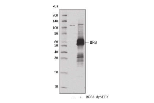 Western Blotting Image 2: DR3 (D4O3X) Rabbit Monoclonal Antibody
