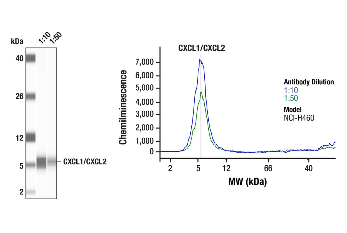 Western Blotting Image 1: CXCL1/CXCL2 (E5M6D) Rabbit Monoclonal Antibody