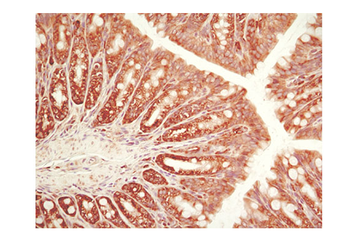 Immunohistochemistry Image 2: eIF2 alpha (D7D3) Rabbit Monoclonal Antibody