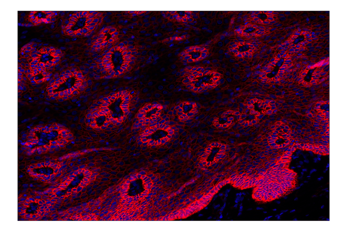 Immunohistochemistry Image 2: Na,K-ATPase alpha1 (D4Y7E) Rabbit Monoclonal Antibody (Alexa Fluor<sup>®</sup> 647 Conjugate)