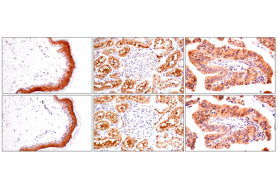 Immunohistochemistry Image 10: ACBP/DBI (E6K8G) XP<sup>®</sup> Rabbit mAb