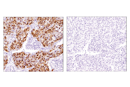 Immunohistochemistry Image 4: Sox2 (D1C7J) Rabbit Monoclonal Antibody (BSA and Azide Free)