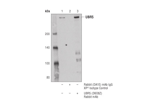 Immunoprecipitation Image 1: UBR5 (D6O8Z) Rabbit Monoclonal Antibody