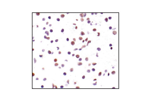 Immunohistochemistry Image 2: CREB (48H2) Rabbit Monoclonal Antibody (BSA and Azide Free)