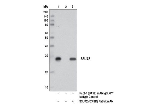 Immunoprecipitation Image 1: SSU72 (D3I2D) Rabbit Monoclonal Antibody
