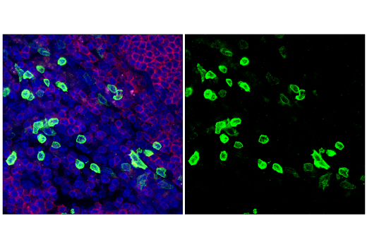 NK1.1/CD161 (E6Y9G) Rabbit mAb (BSA and Azide Free) | Cell