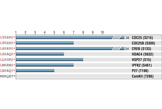 E Image 1: Phospho-(Ser/Thr) PKD Substrate Antibody
